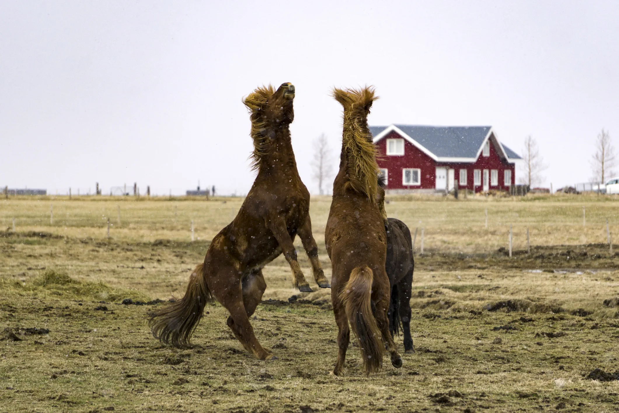 Islandzkie konie na pastwisku – charakterystyczny element krajobrazu Islandii